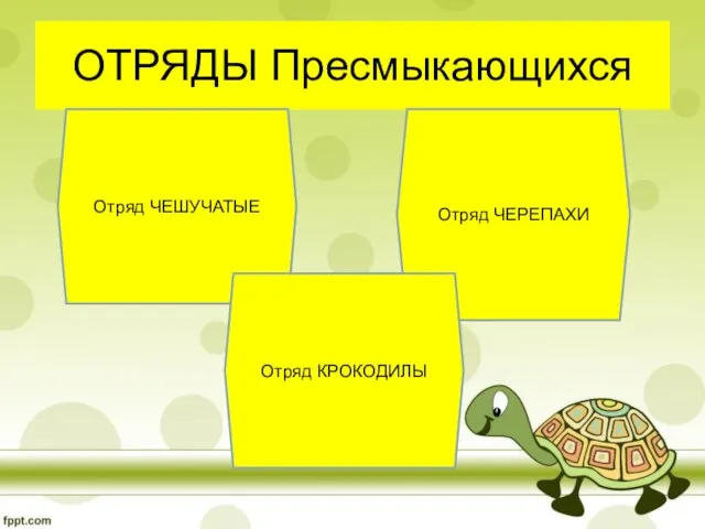 ОТРЯДЫ Пресмыкающихся Отряд ЧЕШУЧАТЫЕ Отряд ЧЕРЕПАХИ Отряд КРОКОДИЛЫ