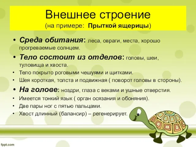 Внешнее строение (на примере: Прыткой ящерицы) Среда обитания: леса, овраги, места, хорошо