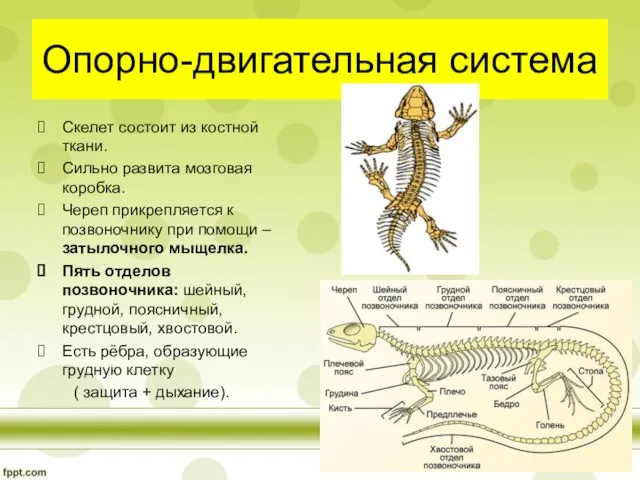 Опорно-двигательная система Скелет состоит из костной ткани. Сильно развита мозговая коробка. Череп