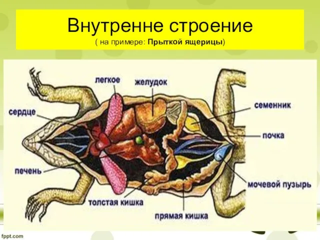 Внутренне строение ( на примере: Прыткой ящерицы)