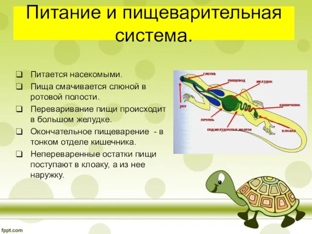 Питание и пищеварительная система. Питается насекомыми. Пища смачивается слюной в ротовой полости.