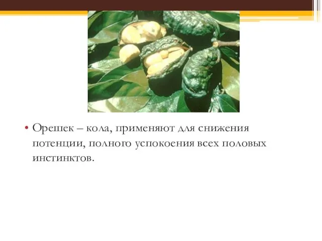 Орешек – кола, применяют для снижения потенции, полного успокоения всех половых инстинктов.