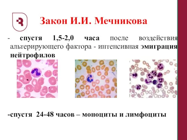 Закон И.И. Мечникова спустя 1,5-2,0 часа после воздействия альтерирующего фактора - интенсивная