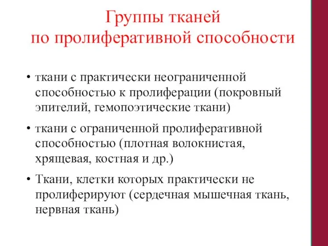 Группы тканей по пролиферативной способности ткани с практически неограниченной способностью к пролиферации