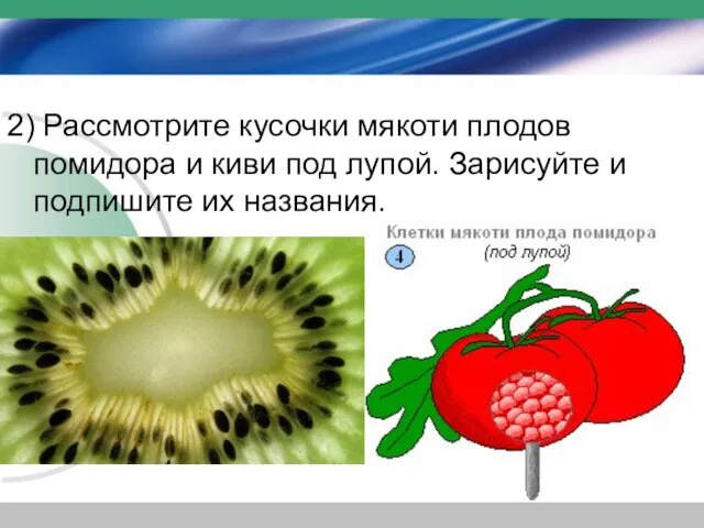 2) Рассмотрите кусочки мякоти плодов помидора и киви под лупой. Зарисуйте и подпишите их названия.