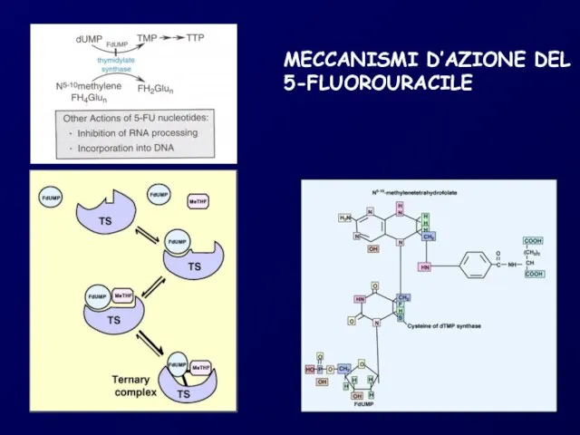 MECCANISMI D’AZIONE DEL 5-FLUOROURACILE