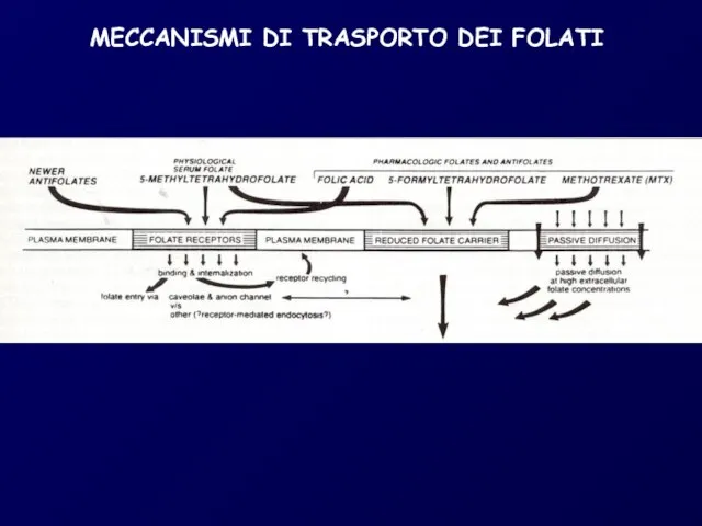 MECCANISMI DI TRASPORTO DEI FOLATI