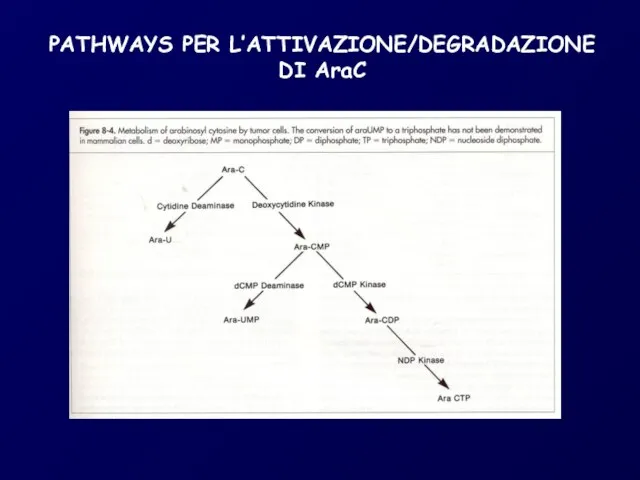 PATHWAYS PER L’ATTIVAZIONE/DEGRADAZIONE DI AraC