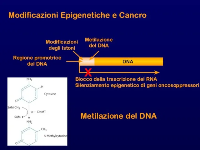 Modificazioni Epigenetiche e Cancro X Modificazioni degli istoni Metilazione del DNA Regione