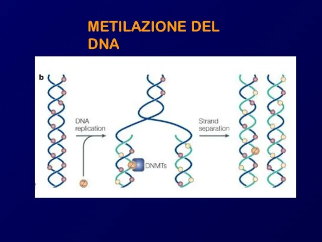 METILAZIONE DEL DNA