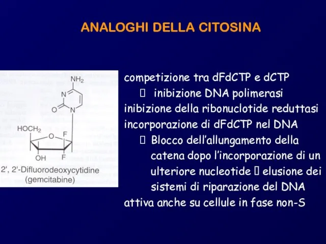 competizione tra dFdCTP e dCTP inibizione DNA polimerasi inibizione della ribonuclotide reduttasi