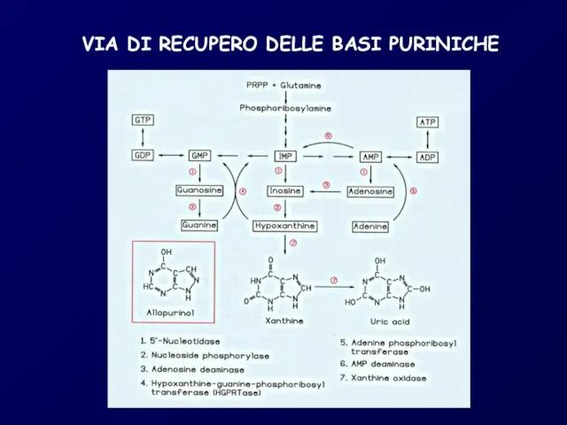 VIA DI RECUPERO DELLE BASI PURINICHE