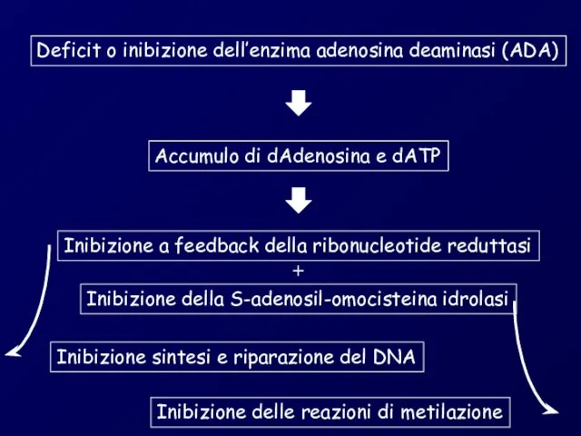 Deficit o inibizione dell’enzima adenosina deaminasi (ADA) Accumulo di dAdenosina e dATP