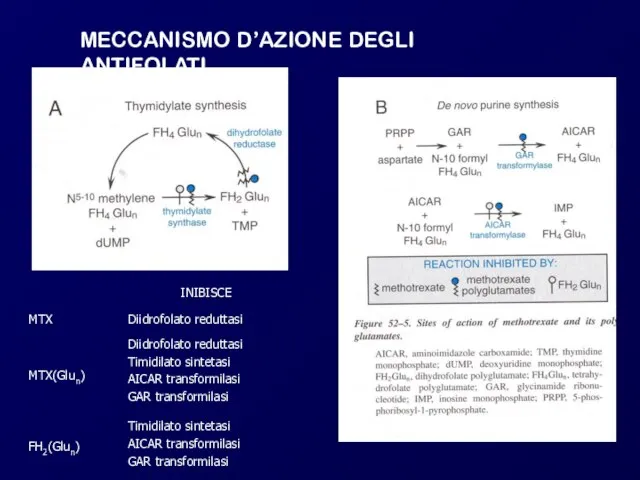 MECCANISMO D’AZIONE DEGLI ANTIFOLATI Timidilato sintetasi AICAR transformilasi GAR transformilasi FH2(Glun) Diidrofolato