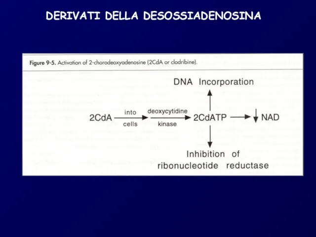 DERIVATI DELLA DESOSSIADENOSINA