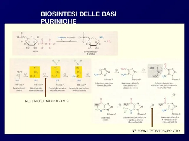 BIOSINTESI DELLE BASI PURINICHE