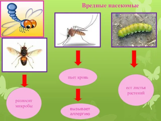 Вредные насекомые разносит микробы ест листья растений пьет кровь вызывает аллергию