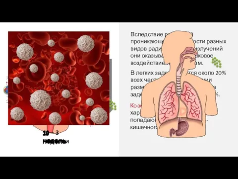 Вследствие различной проникающей способности разных видов радиоак-тивных излучений они оказывают не-одинаковое воздействие