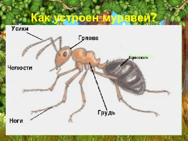 Как устроен муравей?