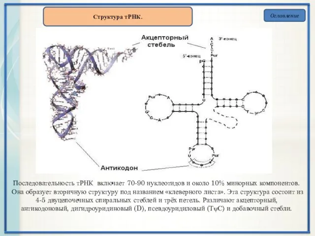 Оглавление Структура тРНК. Последовательность тРНК включает 70-90 нуклеотидов и около 10% минорных