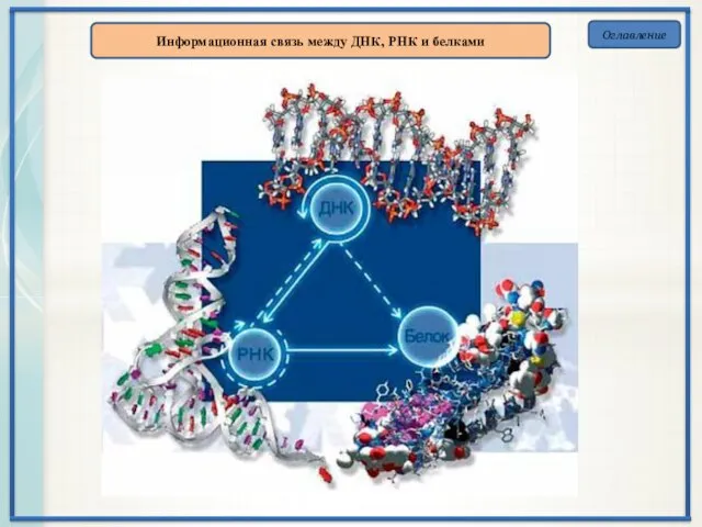 Оглавление Информационная связь между ДНК, РНК и белками