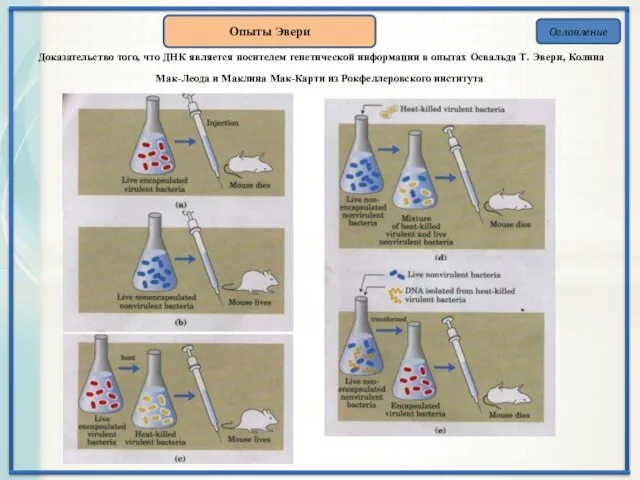 Оглавление Опыты Эвери Доказательство того, что ДНК является носителем генетической информации в