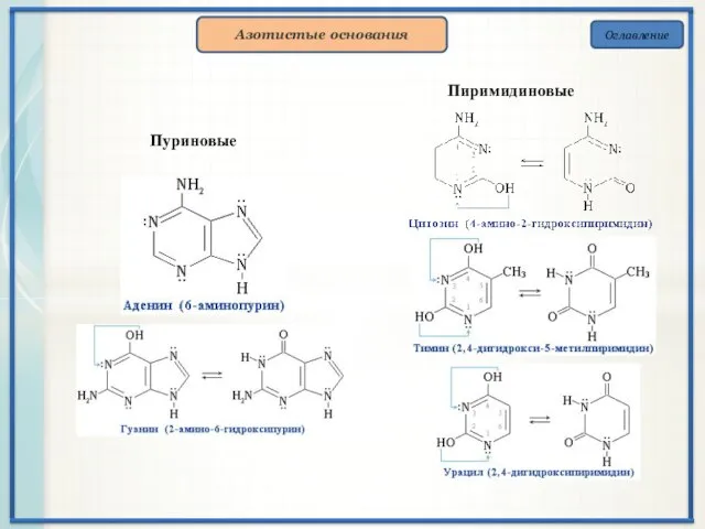 Оглавление Азотистые основания Пиримидиновые Пуриновые