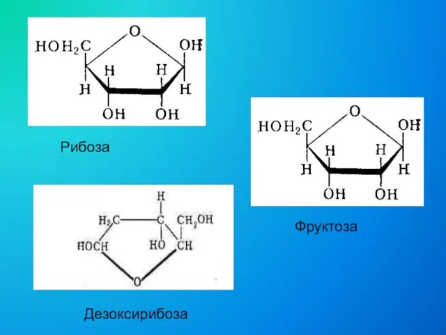 Дезоксирибоза Рибоза Фруктоза