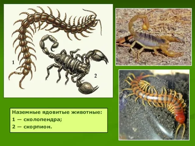 Наземные ядовитые животные: 1 — сколопендра; 2 — скорпион.