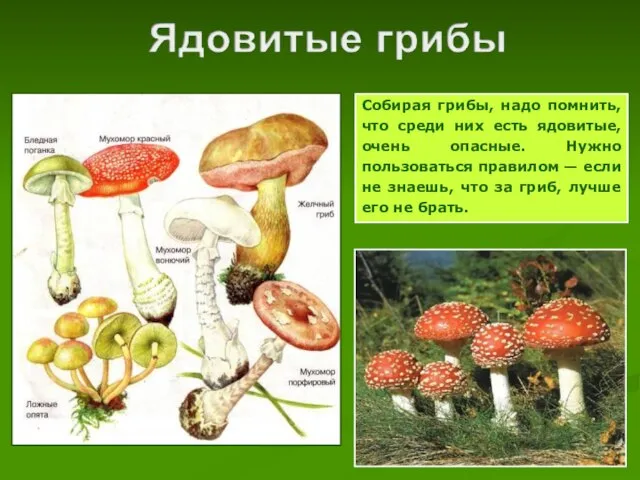 Собирая грибы, надо помнить, что среди них есть ядовитые, очень опасные. Нужно