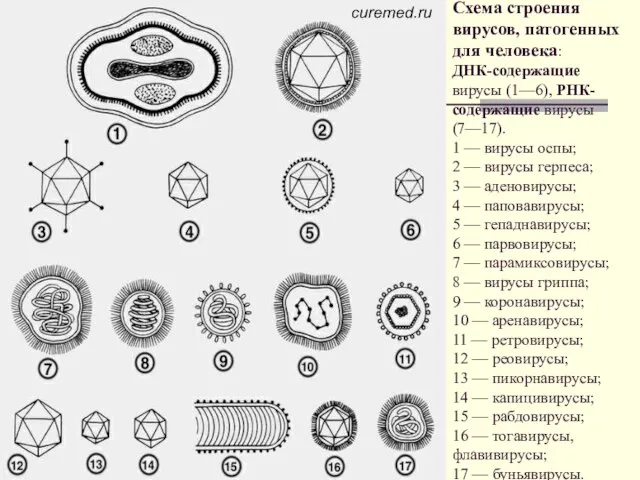 Схема строения вирусов, патогенных для человека: ДНК-содержащие вирусы (1—6), РНК-содержащие вирусы (7—17).