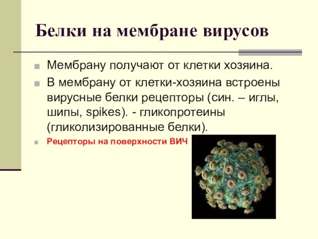 Белки на мембране вирусов Мембрану получают от клетки хозяина. В мембрану от