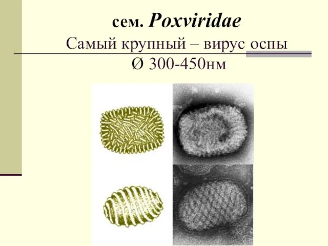 сем. Poxviridae Самый крупный – вирус оспы Ø 300-450нм