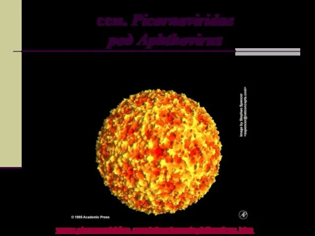 сем. Picornaviridae род Aphthovirus Самый мелкий - вирус ящура Ø ~ 27 нм www.picornaviridae.com/structures/aphthovirus.htm