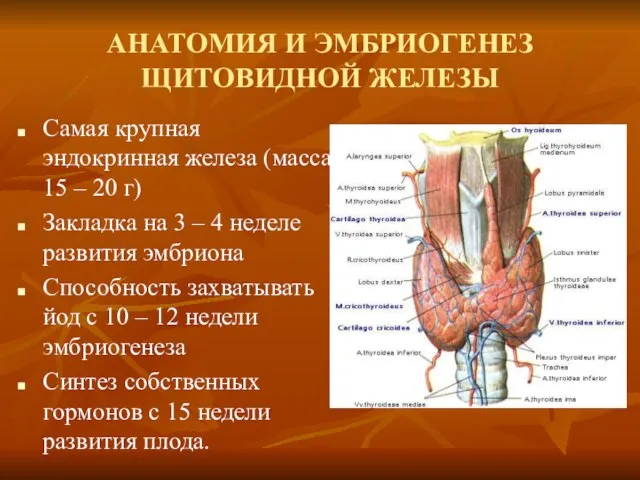 АНАТОМИЯ И ЭМБРИОГЕНЕЗ ЩИТОВИДНОЙ ЖЕЛЕЗЫ Самая крупная эндокринная железа (масса 15 –