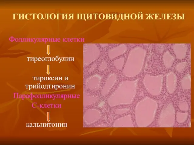 ГИСТОЛОГИЯ ЩИТОВИДНОЙ ЖЕЛЕЗЫ Фолликулярные клетки тиреоглобулин тироксин и трийодтиронин Парафолликулярные С-клетки кальцитонин