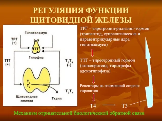 РЕГУЛЯЦИЯ ФУНКЦИИ ЩИТОВИДНОЙ ЖЕЛЕЗЫ ТРГ – тиротропин-рилизинг-гормон (трипептид, супраоптические и паравентрикулярные ядра