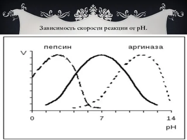 Зависимость скорости реакции от рН.