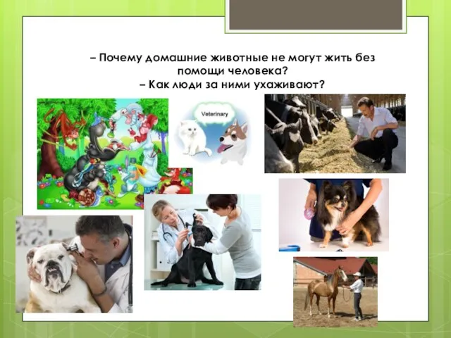 – Почему домашние животные не могут жить без помощи человека? – Как люди за ними ухаживают?