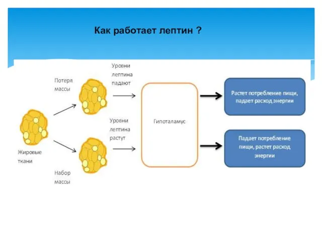 Как работает лептин ?