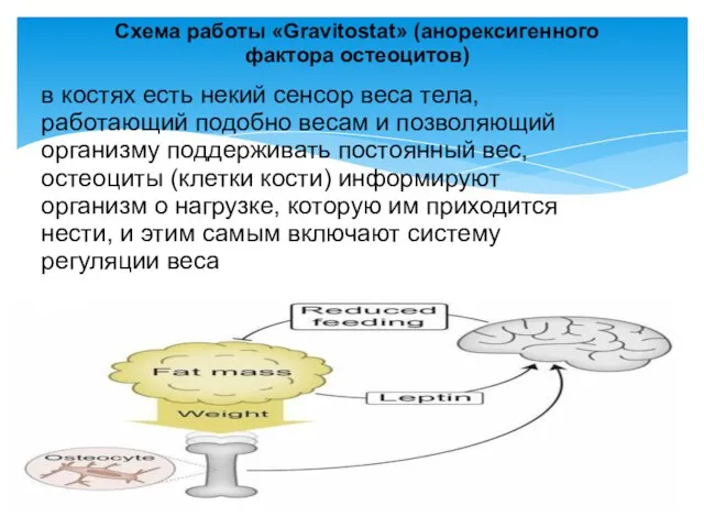 Схема работы «Gravitostat» (анорексигенного фактора остеоцитов) в костях есть некий сенсор веса