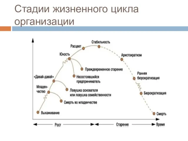 Стадии жизненного цикла организации
