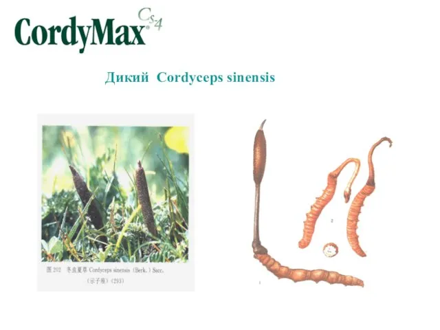 Дикий Cordyceps sinensis