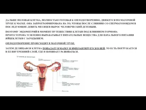 ДАЛЬШЕ ПОЛОВАЯ КЛЕТКА, ПОЛНОСТЬЮ ГОТОВАЯ К ОПЛОДОТВОРЕНИЮ, ДВИЖЕТСЯ ПО МАТОЧНОЙ ТРУБЕ К