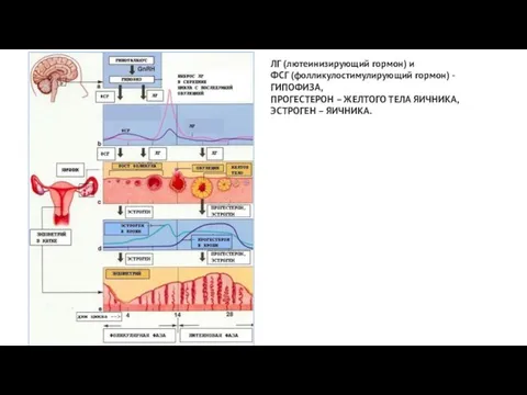 ЛГ (лютеинизирующий гормон) и ФСГ (фолликулостимулирующий гормон) - ГИПОФИЗА, ПРОГЕСТЕРОН – ЖЕЛТОГО