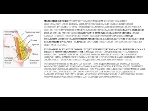 МОЛОЧНЫЕ ЖЕЛЕЗЫ СЛУЖАТ НЕ ТОЛЬКО СИМВОЛОМ ЖЕНСКОЙ КРАСОТЫ И СЕКСУАЛЬНОСТИ. ОНИ ДОЛЖНЫ