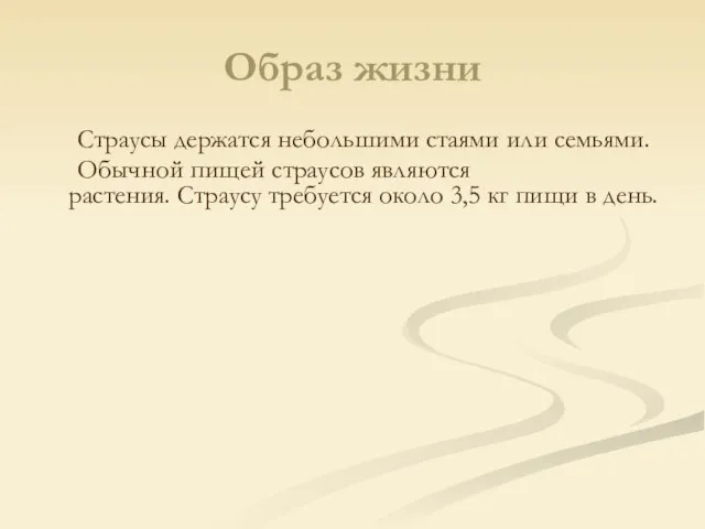 Образ жизни Страусы держатся небольшими стаями или семьями. Обычной пищей страусов являются