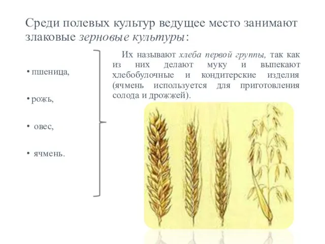 Среди полевых культур ведущее место занимают злаковые зерновые культуры: пшеница, рожь, овес,