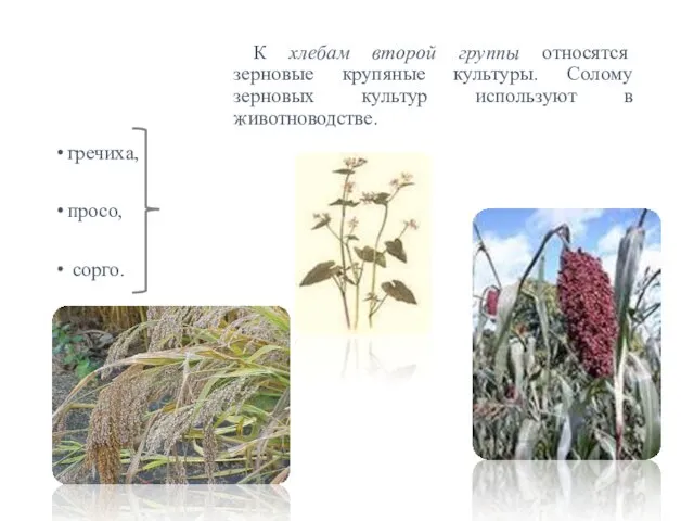 Примеры растений относящихся к злакам