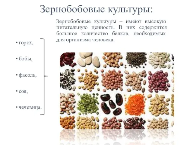 Зернобобовые культуры: горох, бобы, фасоль, соя, чечевица. Зернобобовые культуры – имеют высокую